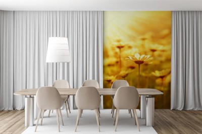 Fototapeta Żółte kwiaty w słońcu