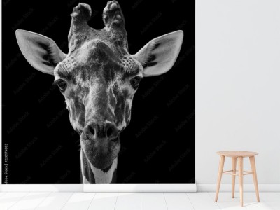 Fototapeta Czarno biały portret żyrafy