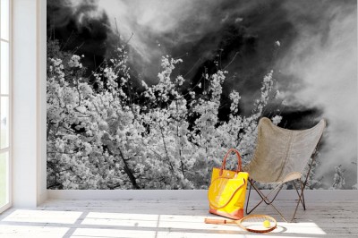 Fototapeta Kwiaty wiśni w monochromatycznym kadrze