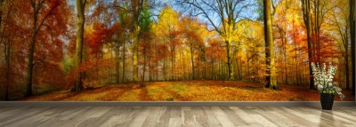 Fototapeta Leśna panorama w kolorach jesieni