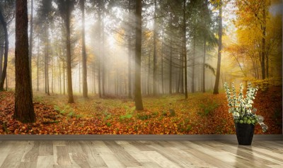 Fototapeta Mglisty las jesienią z pięknymi promieniami miękkiego światła