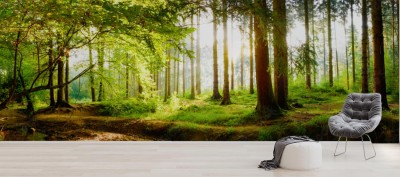 Fototapeta Piękny las na wiosnę z jasnym słońcem świecącym przez drzewa