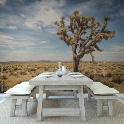 Fototapeta Joshua drzewo w parku narodowym