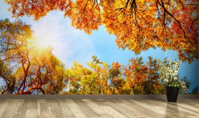 Fototapeta Treetops, błękitne niebo i jesienne słońce