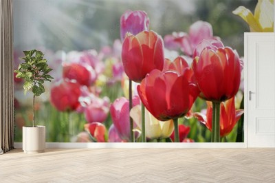wiosenne-slonce-na-lozku-tulipanow