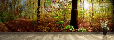 Fototapeta Las - kolorowa panorama jesienią z leśną ścieżką i słońcem