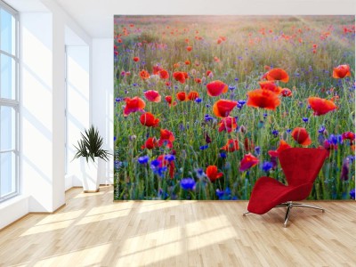 Fototapeta Polne maki pośród traw i kwiatów polnych