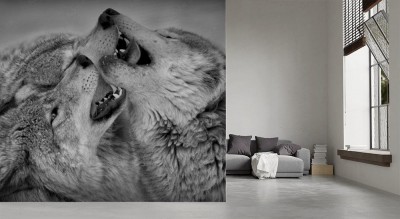 Fototapeta Wilcza zabawa