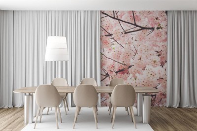 Fototapeta Kwiaty drzewa wiśni