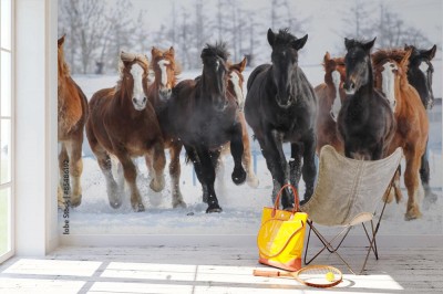 Fototapeta Stado koni w zimie