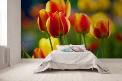 Fototapeta Tulipan w sezonie wiosennym w ogrodzie botanicznym