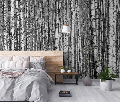 Fototapeta Wiosenne brzozy czarno-białe