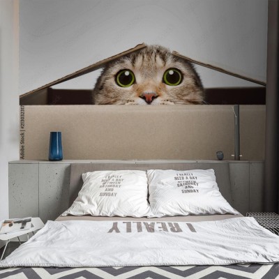 Fototapeta Kocie spojrzenie wystające z pudełka