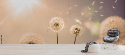 Fototapeta Piękne Dmuchawce