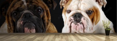 Fototapeta Portret buldoga angielskiego