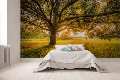 Fototapeta Promienie słoneczne na baldachimie drzewa