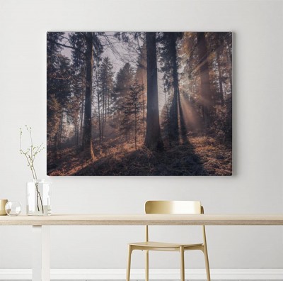 Obraz na płótnie Promienie słońca przenikające las