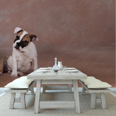 Fototapeta Szczeniak buldoga angielskiego na brązowym tle