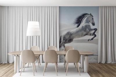 Fototapeta Piękny biały koń na urokliwej pustyni