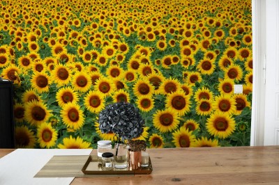 Fototapeta Pole słoneczników
