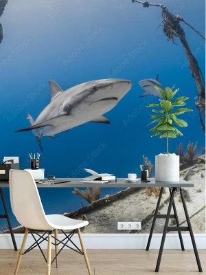 Fototapeta Szary rekin rafowy