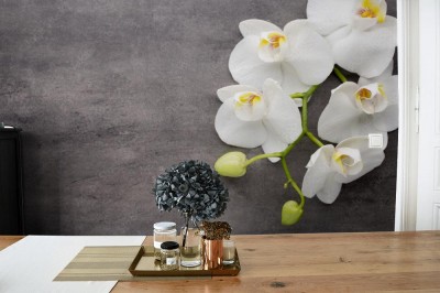 Fototapeta Biała orchidea na szarym tle