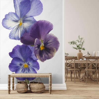 Fototapeta Bratek na białym tle