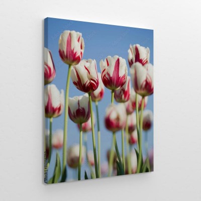 tulipany-w-pionowym-kadrze