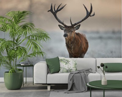 Fototapeta Jeleń zimą