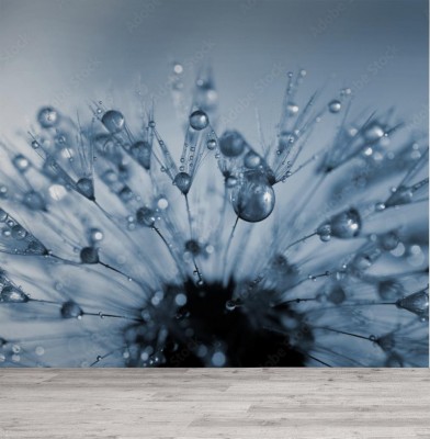 Fototapeta Zroszony kwiat mniszka lekarskiego zwanego dmuchawcem