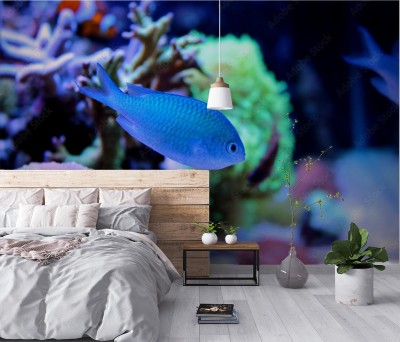 Fototapeta Chromis niebieski (Chromis atripectoralis)