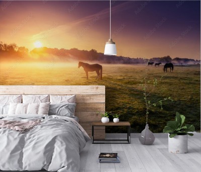 Fototapeta Konie pasące się na pastwisku