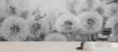 Fototapeta Marzycielskie dmuchawce