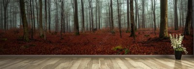 Fototapeta Panorama mglistego leśnego krajobrazu