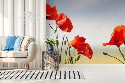 Fototapeta Piękne maki polne