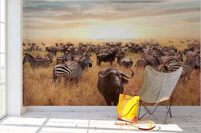 Fototapeta Bizon i zebra w Afrykańskiej sawannie