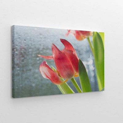 bukiet-czerwonych-kwiatow-tulipanow