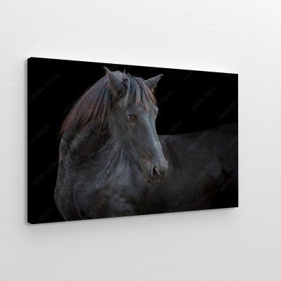 portret-czarnego-konia
