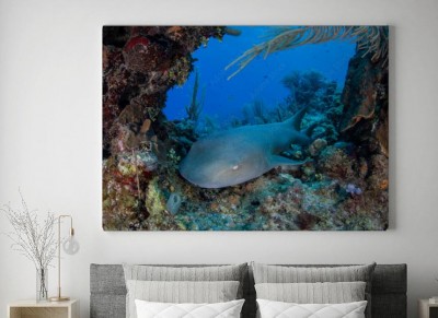 Obraz na płótnie Rekin w morzu