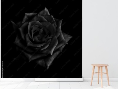Fototapeta Czarna róża na czarnym tle