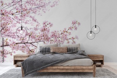 Fototapeta Drzewo sakura