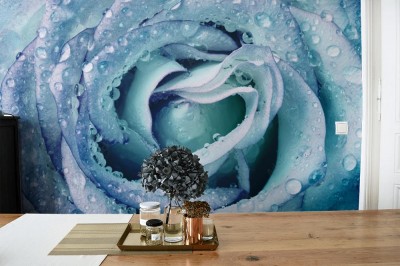 Fototapeta Piękna zroszona róża w niebieskim odcieniu