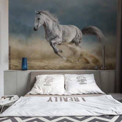 Fototapeta Szary koń galopujący po piaszczystym polu