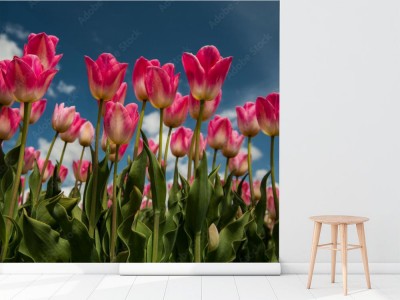 Fototapeta Holenderskie tulipany