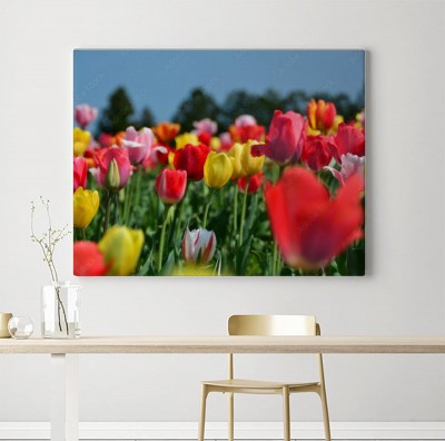 Obraz na płótnie Tulipany