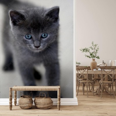 Fototapeta Błękitne oczy w puszystej kulce