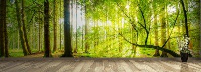 Fototapeta Leśna panorama z promieniami słońca