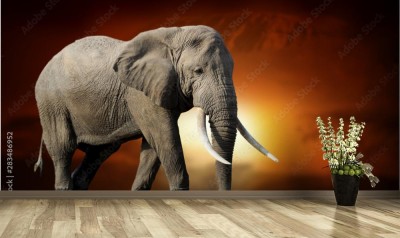 Fototapeta Słoń na sawannie