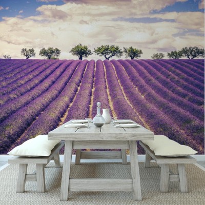 Fototapeta Piękne pole lawendy