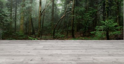 Fototapeta Runo leśne w Jodłowym drzewostanie